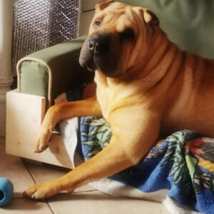 shar-pei femmina