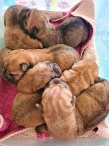 cuccioli sharpei